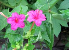 制作古代水粉,如何自己做古代水粉