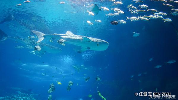 长隆海洋王国亲子游路线,一天游珠海长隆海洋王国亲子攻略