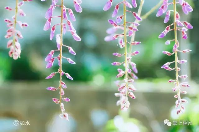 紫藤挂云木，香风留美人——林州龙凤山公园的紫藤花开了！