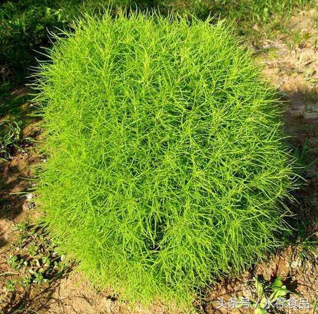 东北扫帚做法,扫帚可以吃吗