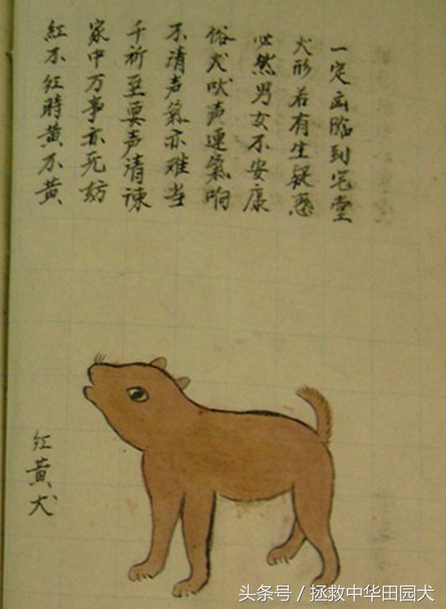 狗种类大全中华田园犬,中华田园犬之四眼土狗科普