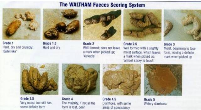 狗狗软便原因分析,五个月的狗狗软便是什么原因