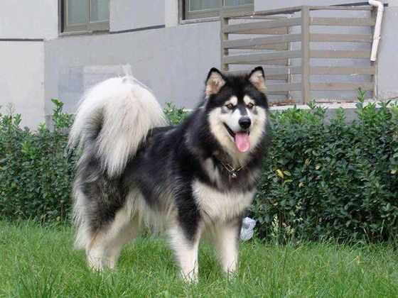 名贵狗狗,黑色名贵狗狗