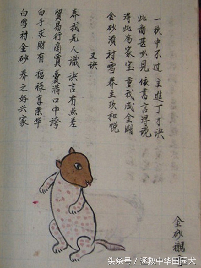 狗的种类大全中华田园犬,真正的中华田园犬是大黑狗