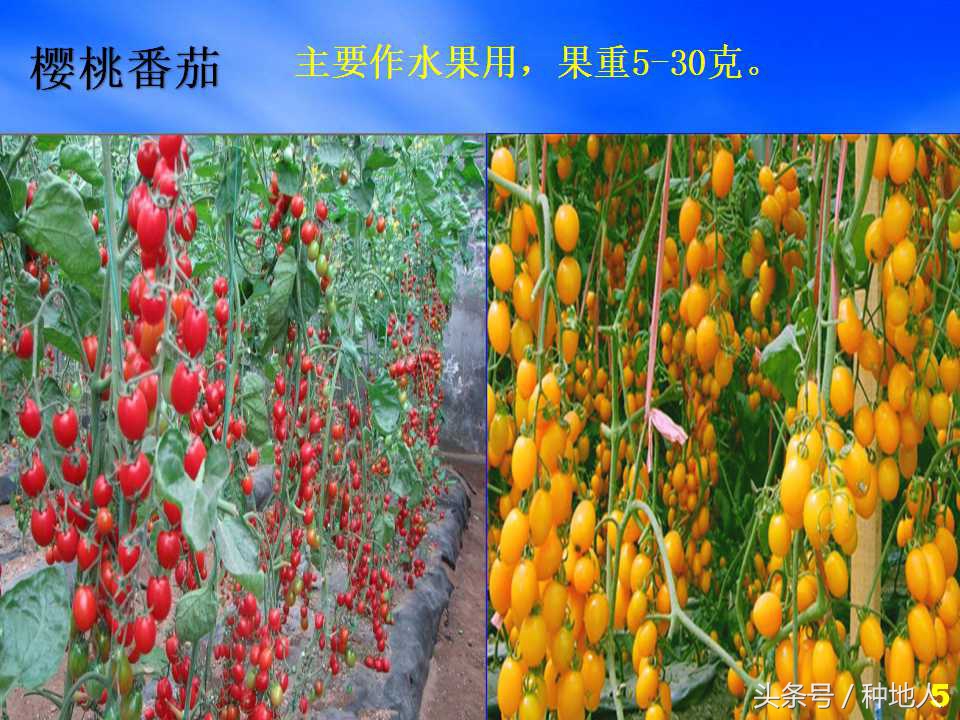 看看高手如何做管理的,看看山东大棚甜瓜种植技术