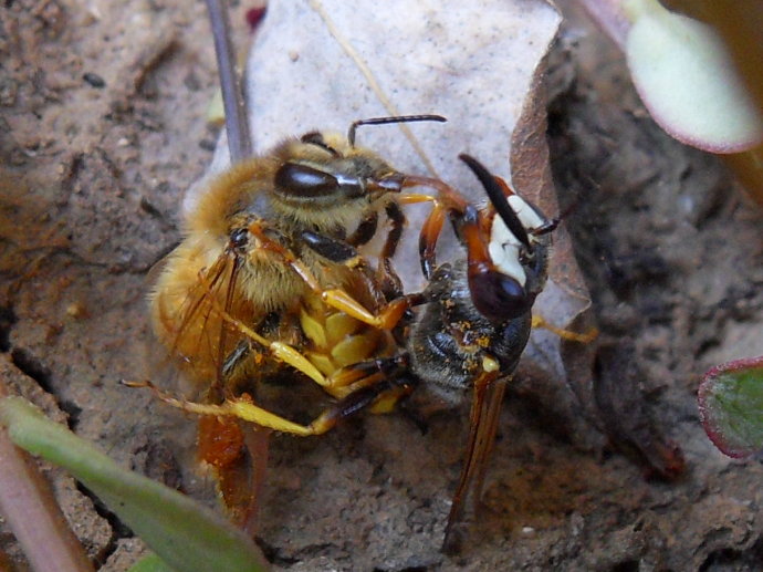揭秘大黄蜂帝国：生殖机器、面部识别、信息控制、血腥杀戮