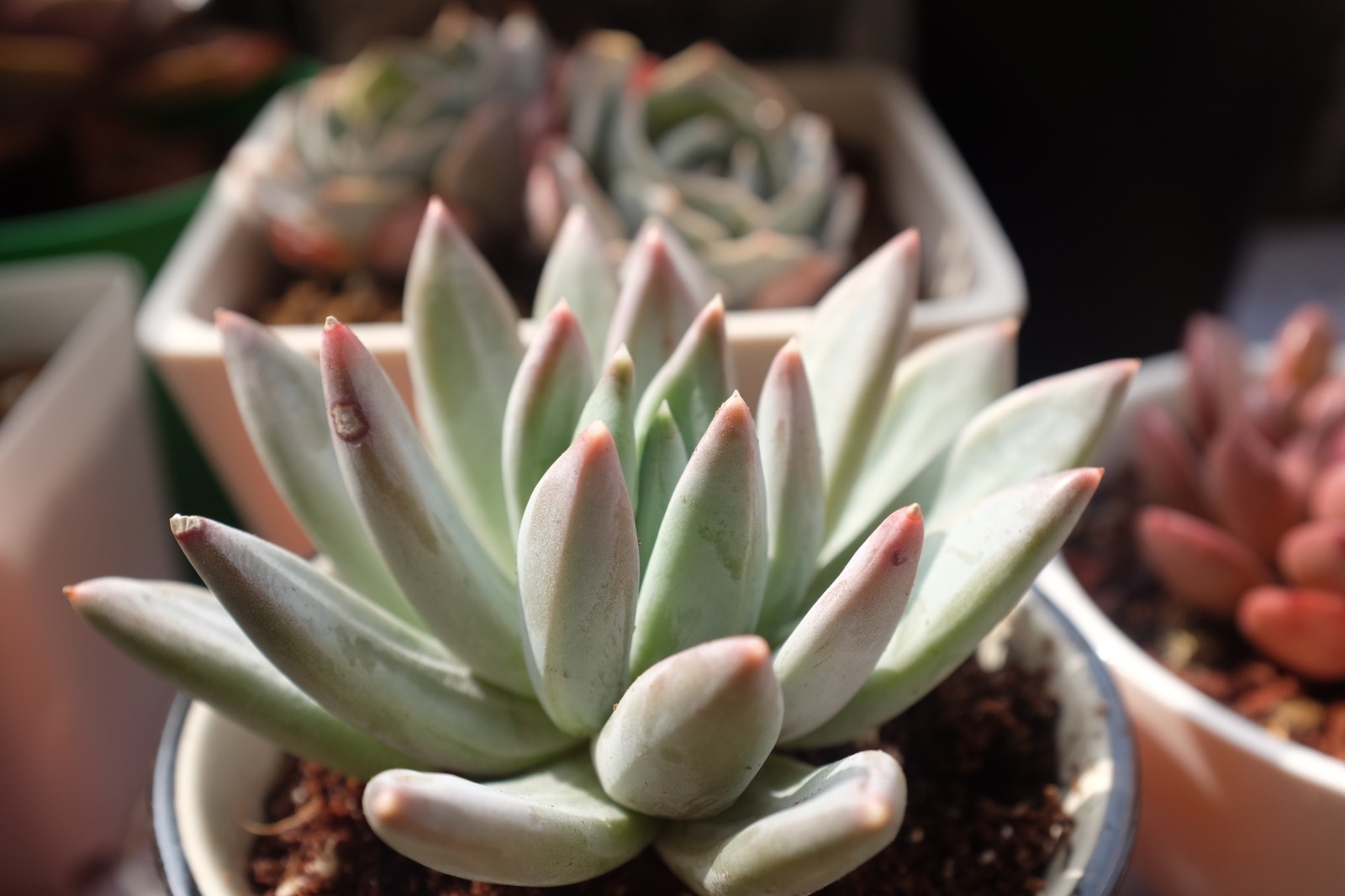 多肉植物真的很好吃吗,多肉植物可以吃的有几种