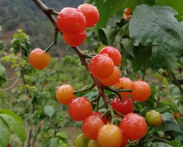 攀枝花哪里的樱桃最好吃,攀枝花市米易县的樱桃