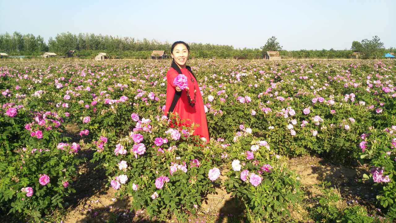 国际公益博览会,国际玫瑰博览会