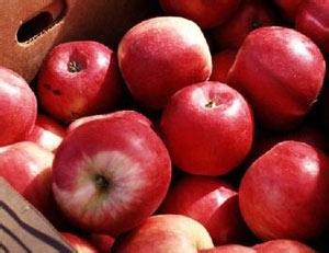 常吃哪些水果对身体有好处,吃什么水果对肺部有好处