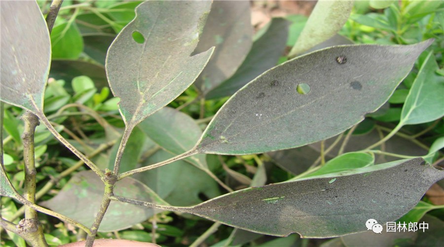 园林养护这个工作怎么样,园林绿地建植与养护管理