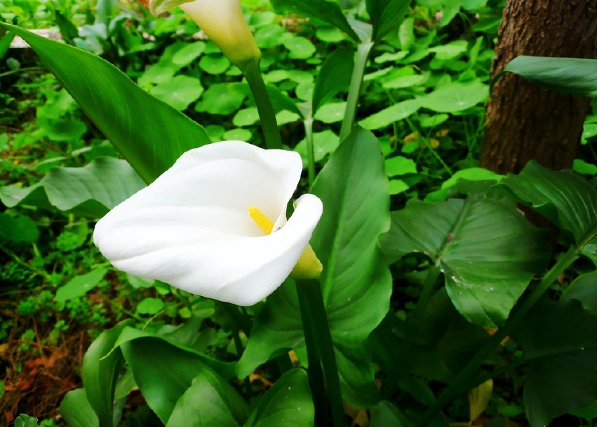 马蹄莲挺秀雅致，花苞洁白，叶片翠绿，可药用清热解毒，治烫伤