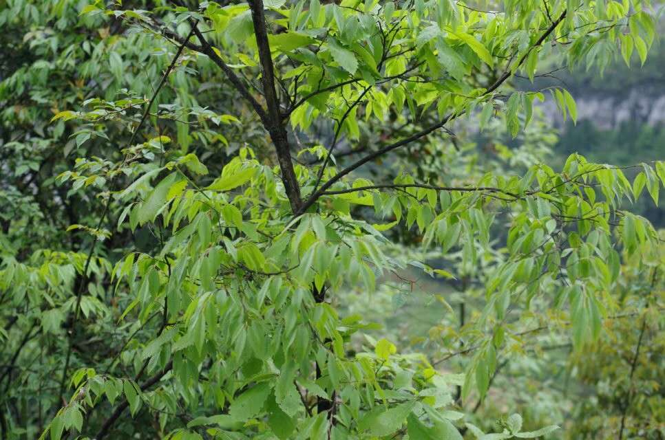 跟着爸爸去露营古镇,跟着爸爸去体验生活