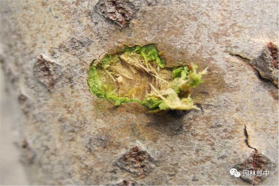 园林养护这个工作怎么样,园林绿地建植与养护管理