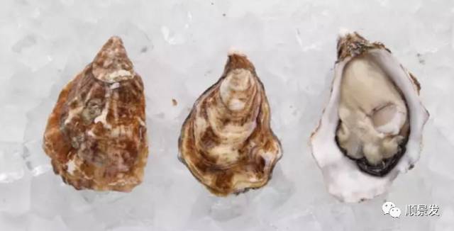 十种常见贝类海鲜图片,贝类海鲜全图