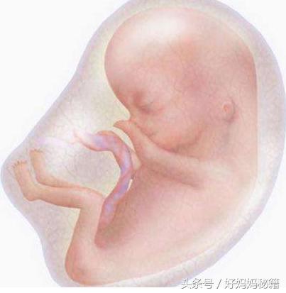 宝宝胎动的4个特征图,宝宝胎动的4个特征图片