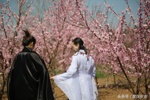 西安城南,樊川胜景人面桃花园,2017年4月29日隆重开园!