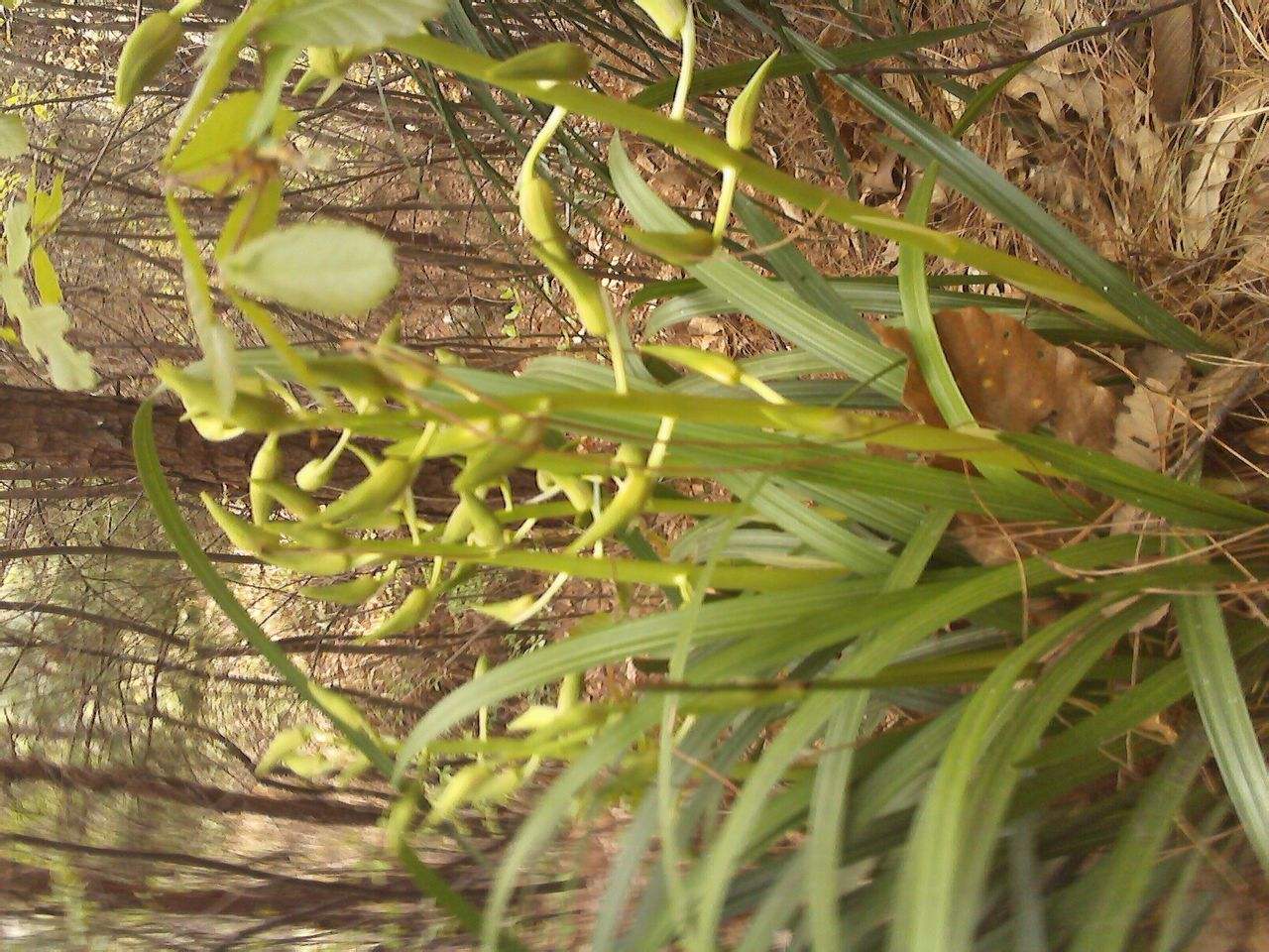 三门峡卢氏野生细叶松针蕙兰,三门峡卢氏黑皮大宽叶野生蕙兰