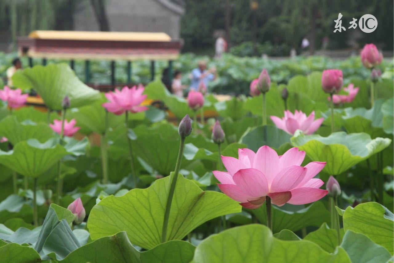 五一安新白洋淀景区,雄安新区白洋淀一日游