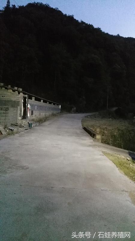 石蛙养殖致富经营方案,石蛙养殖投资收益