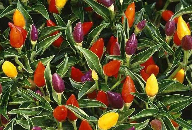 七彩辣椒多少钱一盆,观赏辣椒多少钱一盆