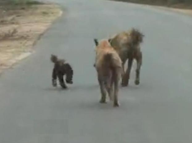 非洲的鬣狗还有蜜獾谁厉害呢,非洲蜜獾跟鬣狗谁厉害