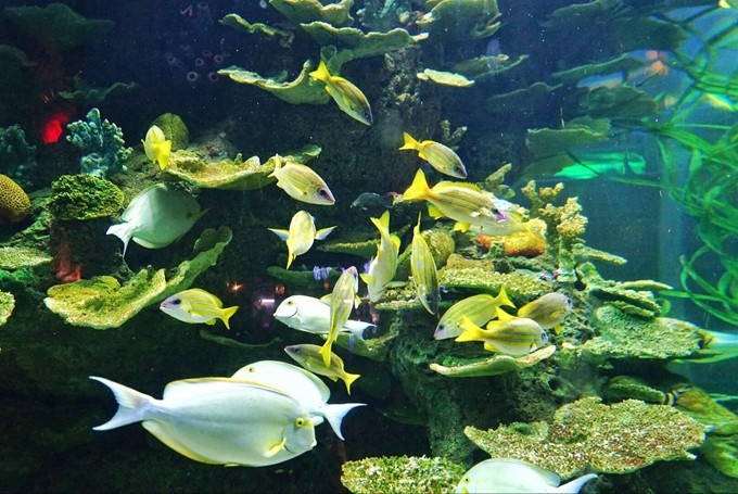 泉城欧乐堡动物王国夏天怎么去,泉城欧乐堡梦幻世界星空过山车