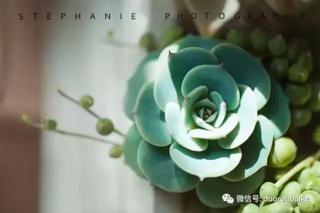 紫外线对植物生长作用与功效,紫外线光对植物生长的影响