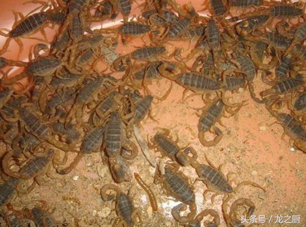 鍐滄皯鍏昏潕鑷村瘜椤圭洰,鍐滄皯鑷村瘜骞村叆鐧句竾