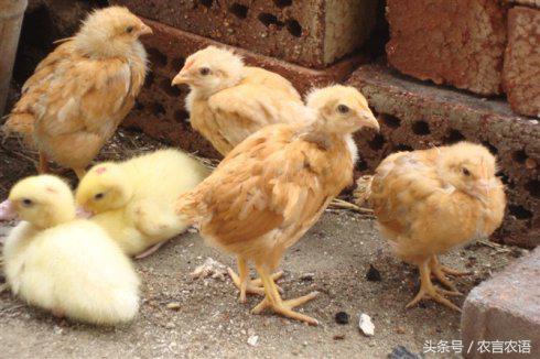 农村养鸡收益高吗,养鸡养鸭一年挣多少钱