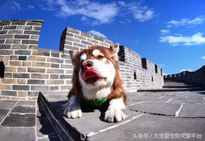 阿拉斯加犬活宠,一周照顾一次的宠物