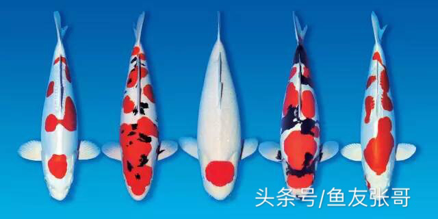 鱼友张哥分享锦鲤鱼烂肉治疗多种治疗方法