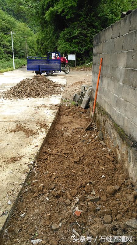 石蛙养殖创业,石蛙养殖成功典型案例