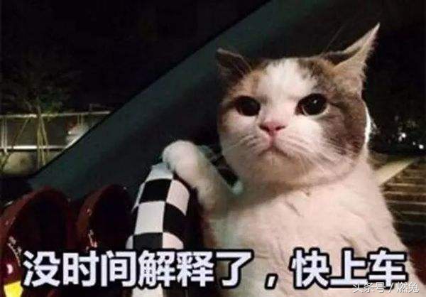 论开车你还不如猫！上线7天*载下**破百万的超好玩游戏