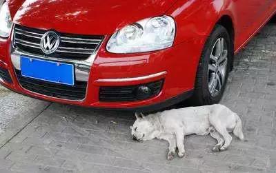 老司机教新手预防碰瓷,遇到碰瓷的正确的操作方法