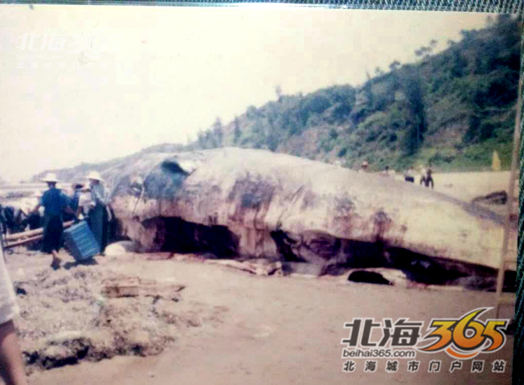 这条8米长的“大咸鱼”，上次北海错过之后等了16年