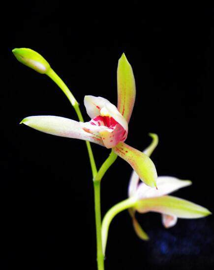 河南农村最常见的野草,河南农村常见的野草