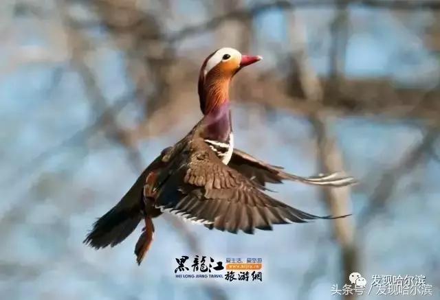 春天哈尔滨好玩的地方,哈尔滨春天景色