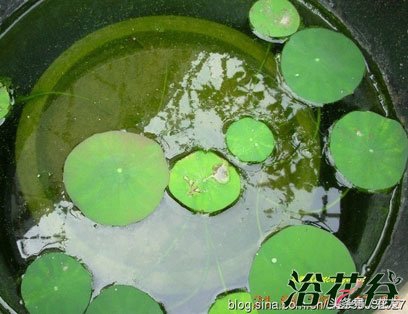 碗莲种植方法全过程,碗莲种植过程图解