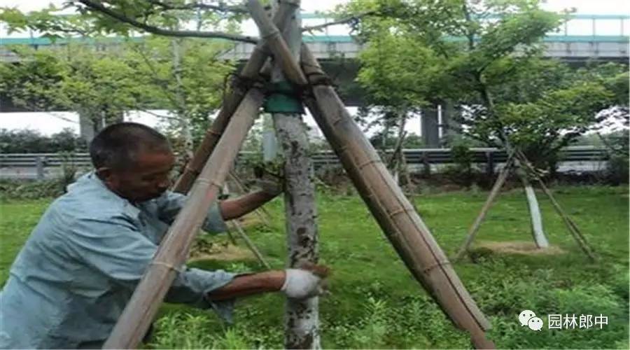 园林养护这个工作怎么样,园林绿地建植与养护管理