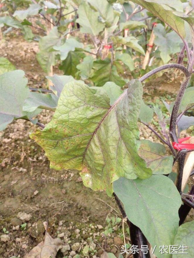 白菜黑腐病怎样防治,茄子半边疯防治措施