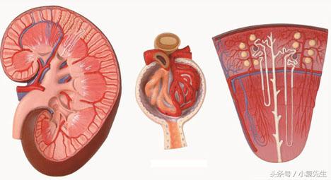 膜性肾病会如何治疗最佳,膜性肾病为什么能彻底治愈