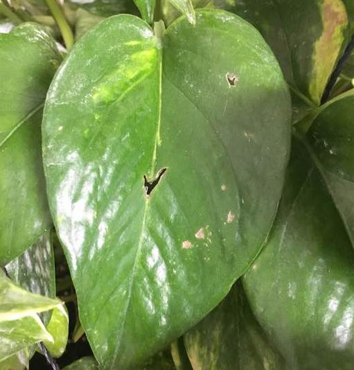 绿萝的叶子发黄可以浇尿吗,绿萝烂叶烂根最好的处理方法