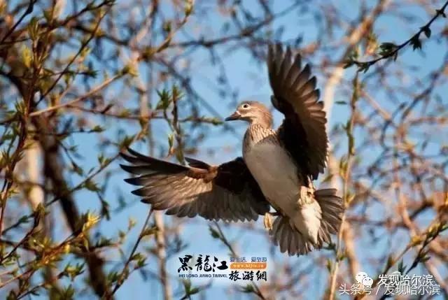 春天哈尔滨好玩的地方,哈尔滨春天景色