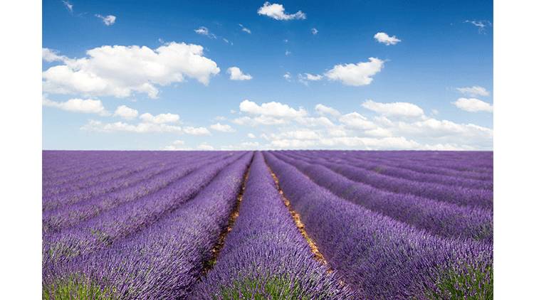 尝一口便是春天的味道,尝一口歌曲