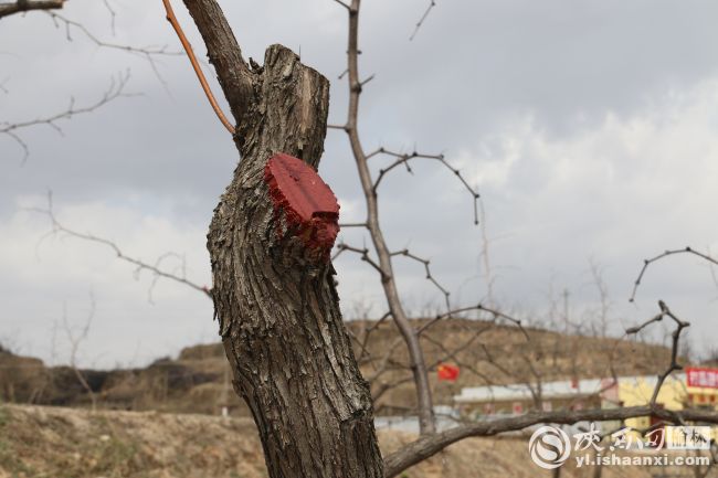 党建引领乡村振兴发展集体经济,党建带动乡村振兴的方法