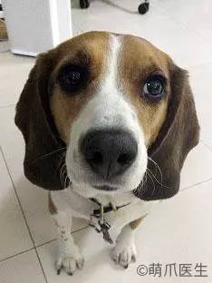 宠物去毛梳测评,猫毛梳测评真实