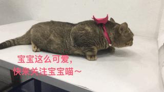 猫咪见证铲屎官的爱情,铲屎官满脸伤的亲猫咪