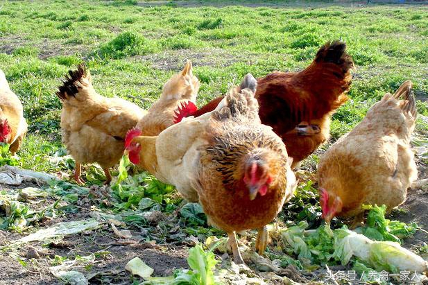 养鸡永不死鸡的秘诀,养鸡啄癖原因