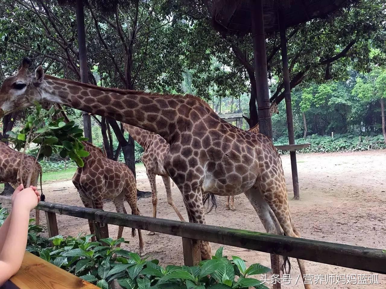 亲子游|井柏然推荐，长隆野生动物世界和海洋王国深度游记！